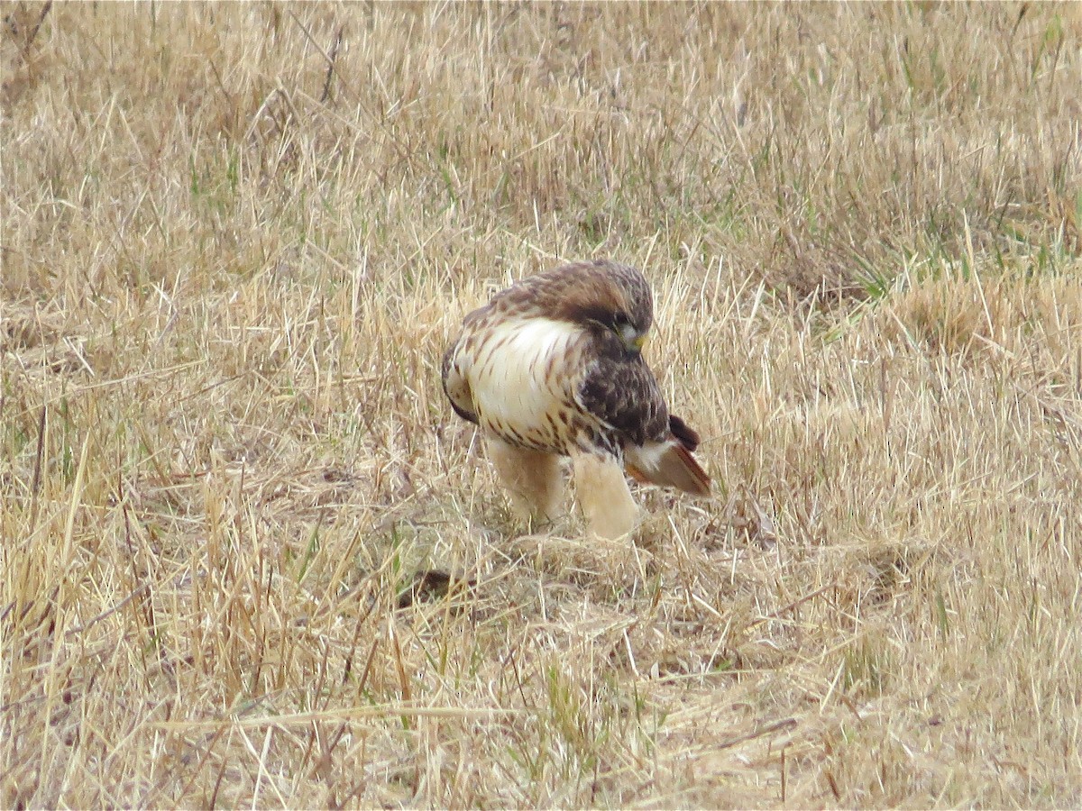 Buse à queue rousse - ML78980711