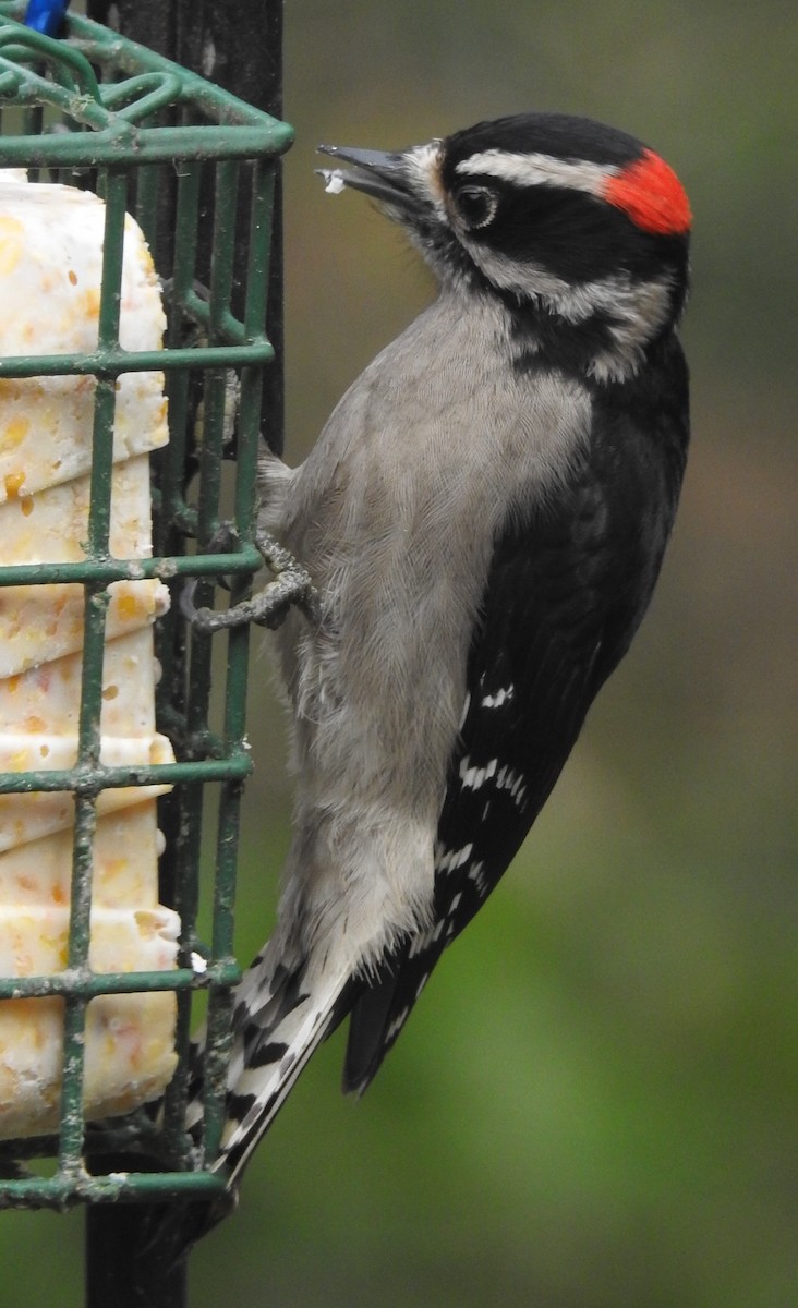 Downy Woodpecker - brett markey