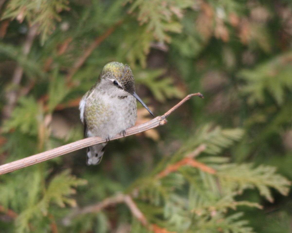 Anna's Hummingbird - ML78983851