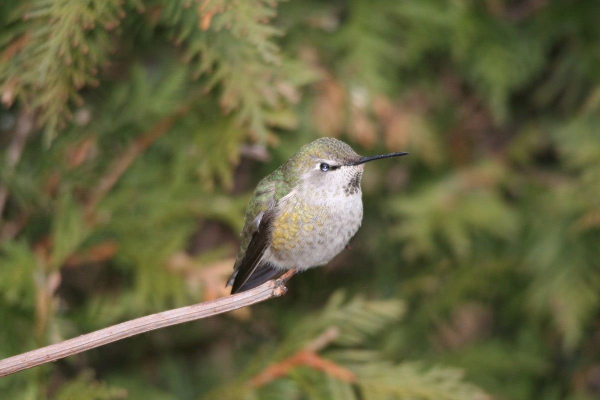 Anna's Hummingbird - ML78984141