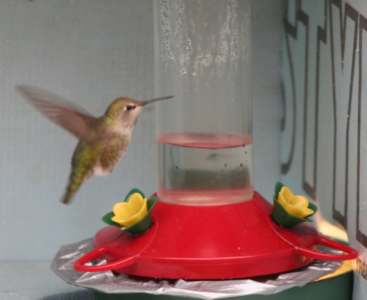 Anna's Hummingbird - ML78984401