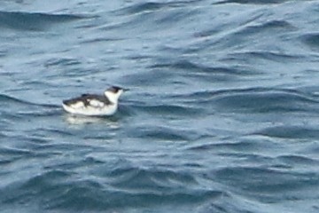 Marbled Murrelet - ML78986191