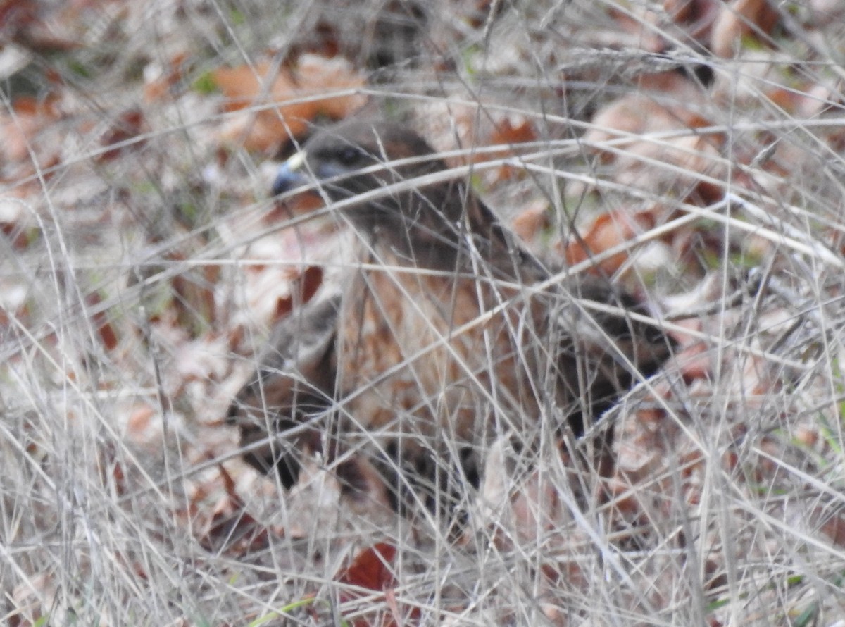 Red-tailed Hawk - ML78987871