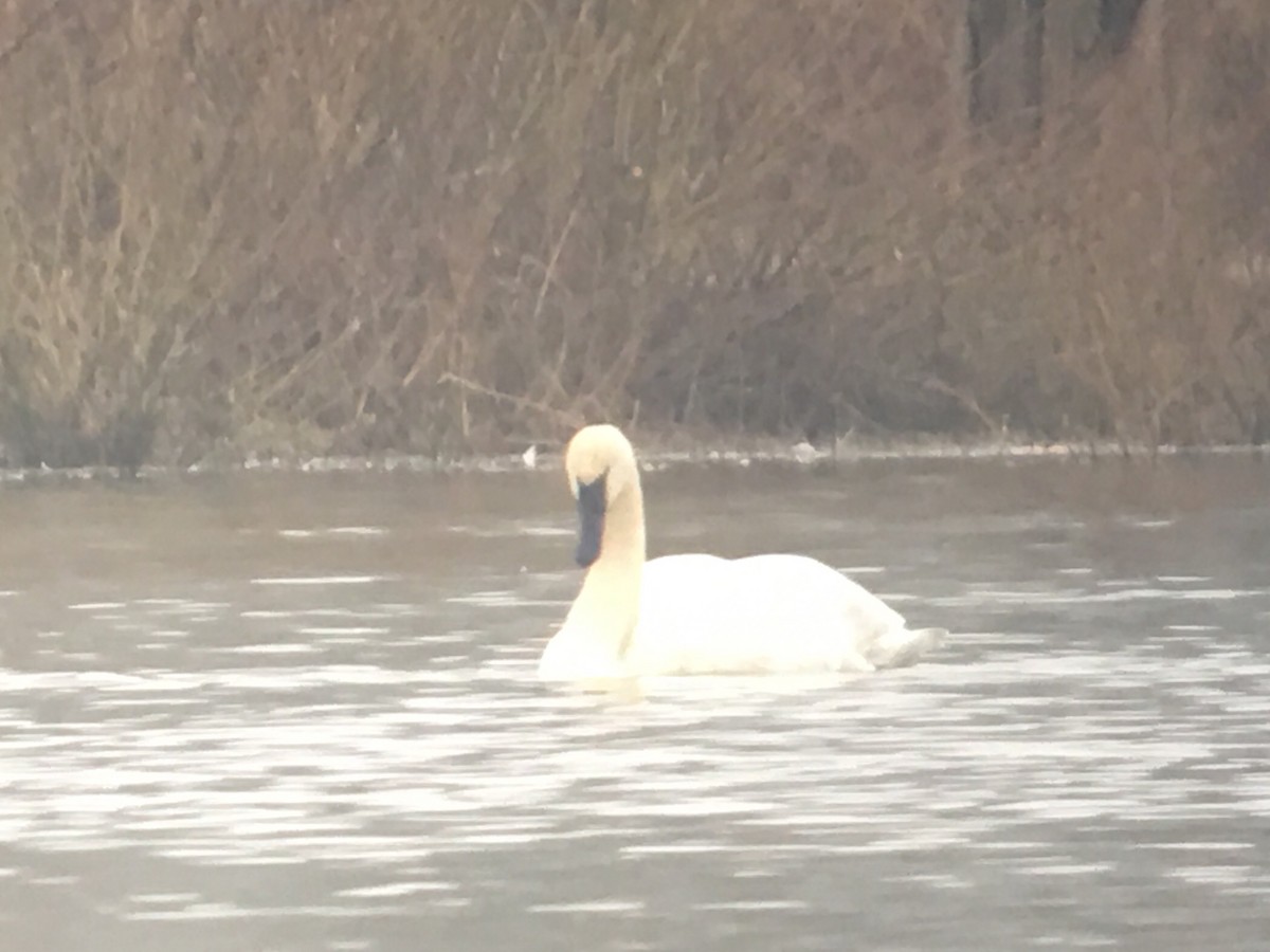 Trumpeter Swan - Peyton Cook