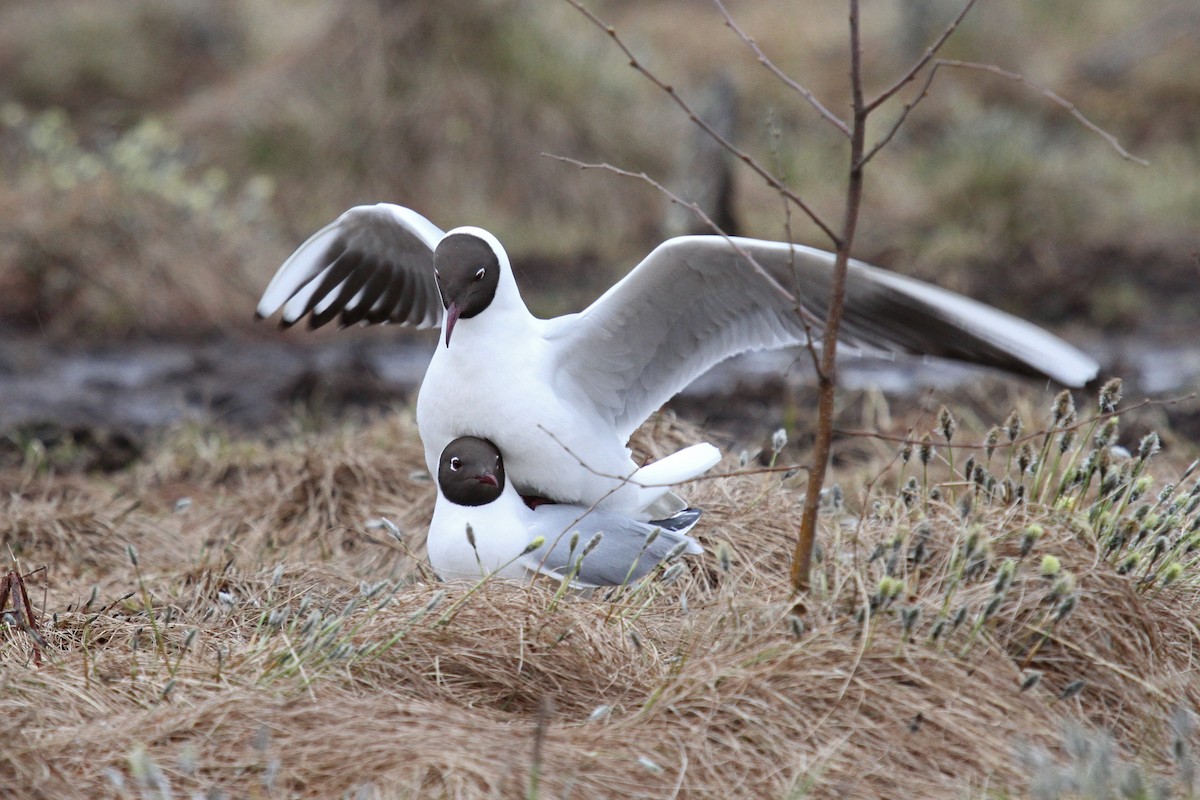 Black-headed Gull - ML78989471