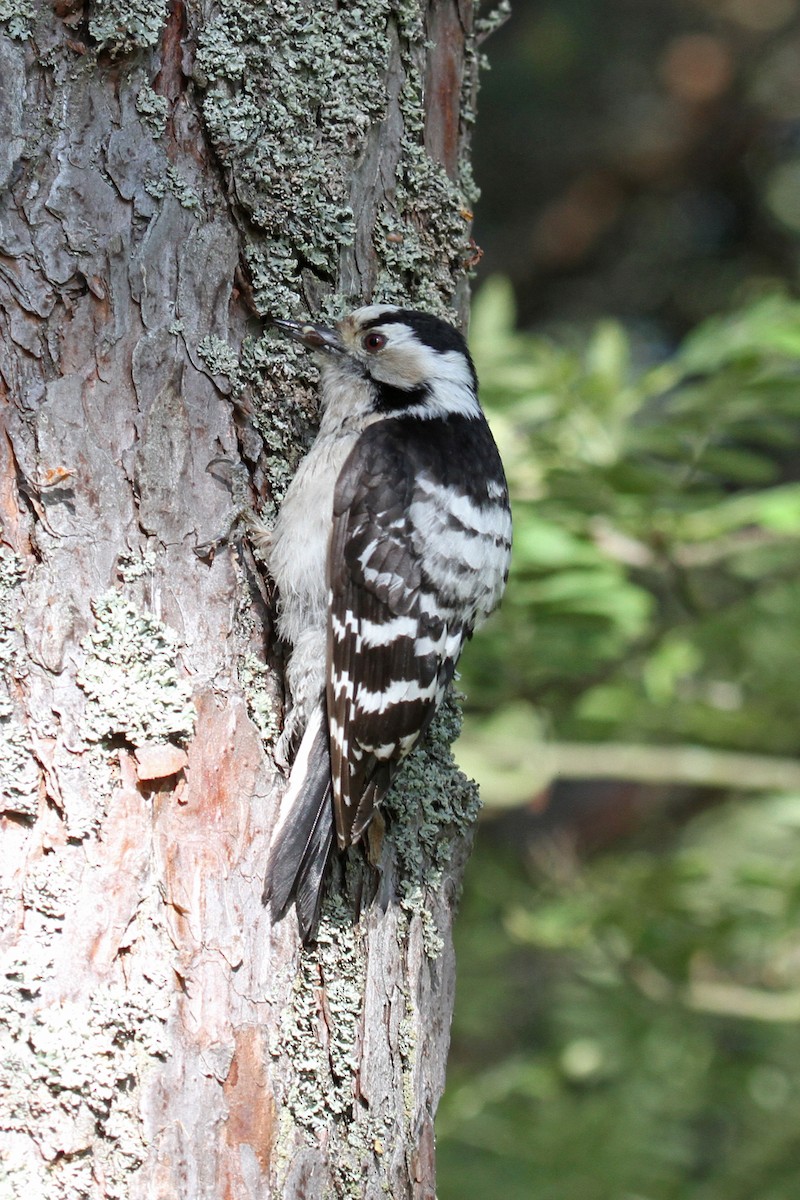 Цоохор тоншуул - ML78989981