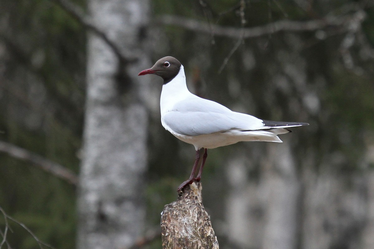 Black-headed Gull - ML78992301