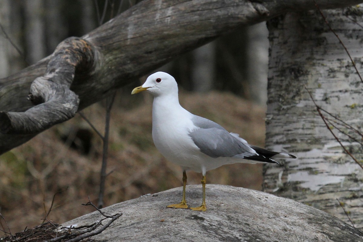 Common Gull - Margot Oorebeek