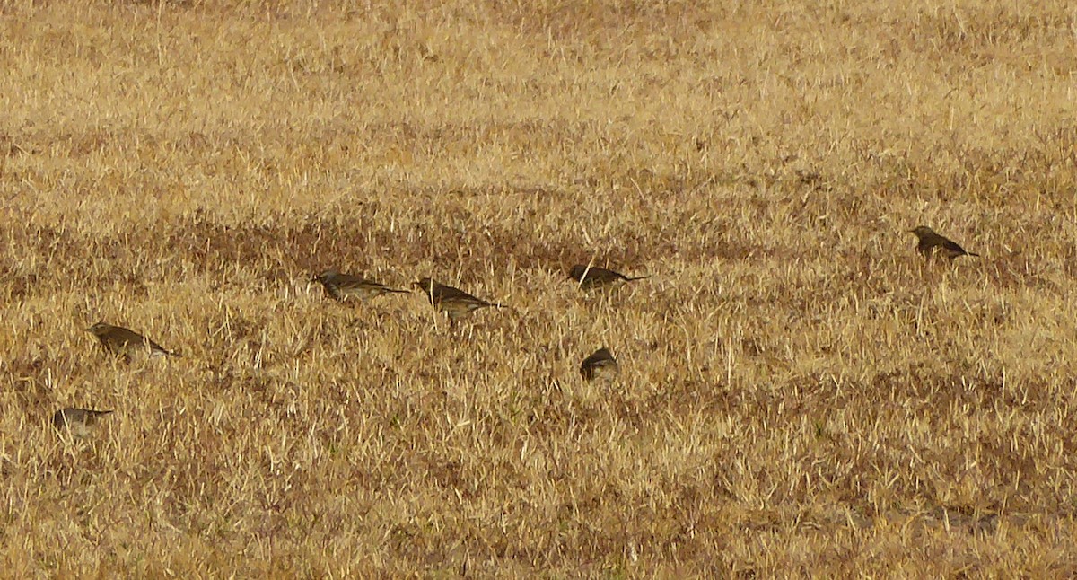 American Pipit - ML78993111