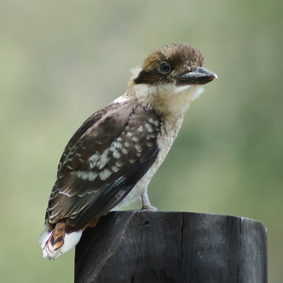 Laughing Kookaburra - ML78993661