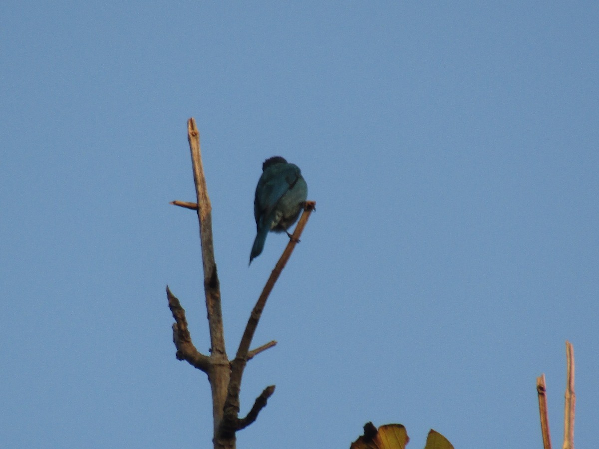 Verditer Flycatcher - ML78994181