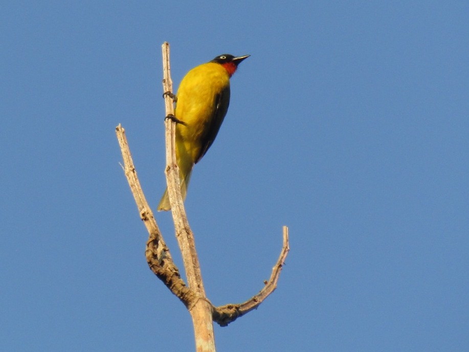 Bulbul à gorge rubis - ML78995151