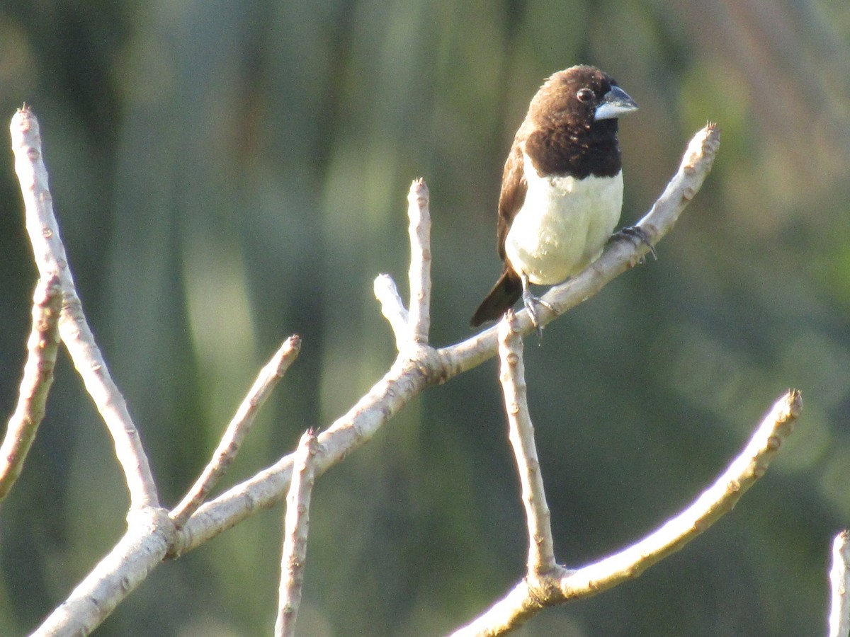 White-rumped Munia - ML78995341