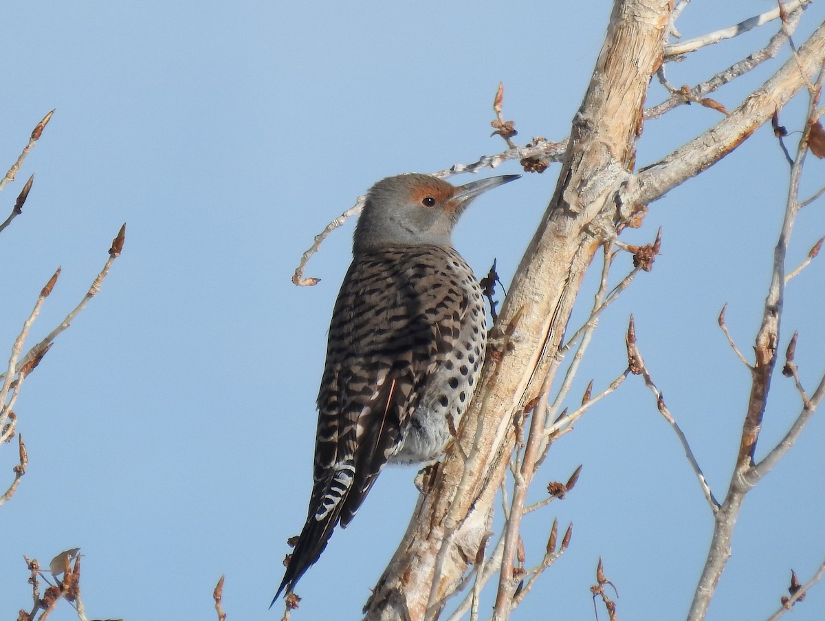 Northern Flicker - ML78996241