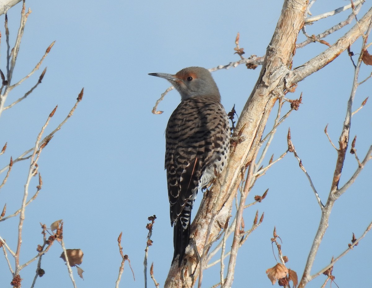 Northern Flicker - Glenn Pearson