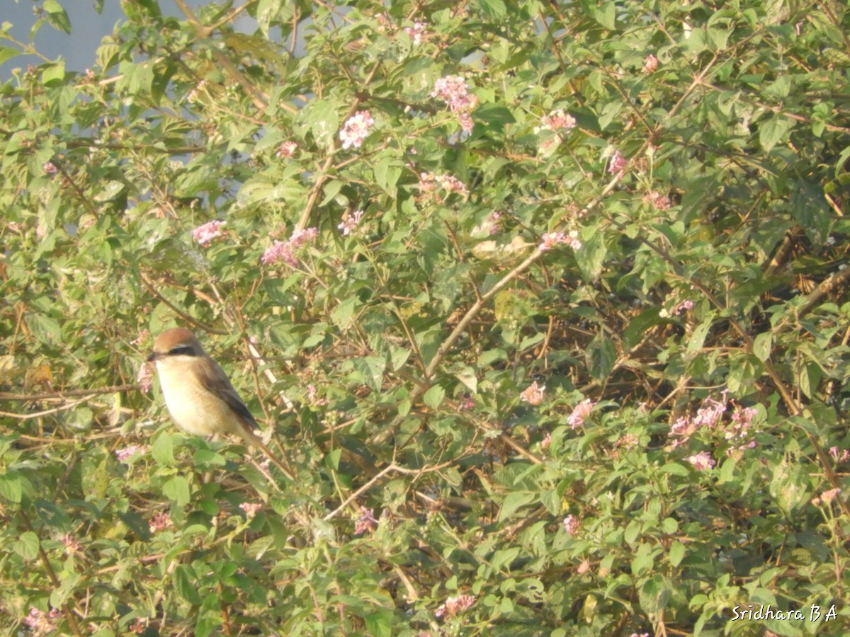 Brown Shrike - ML78996771