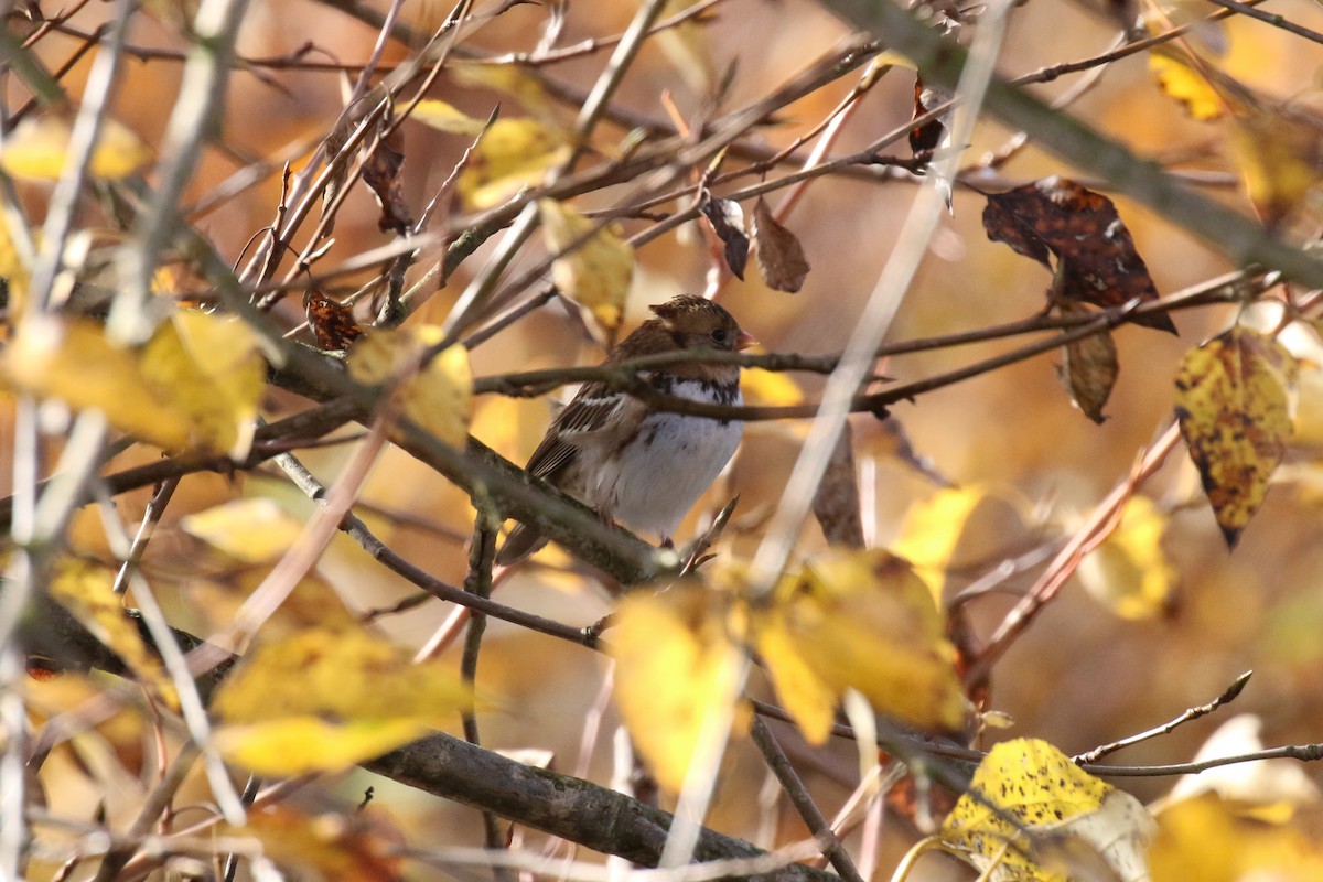 Harris's Sparrow - Henry Burton