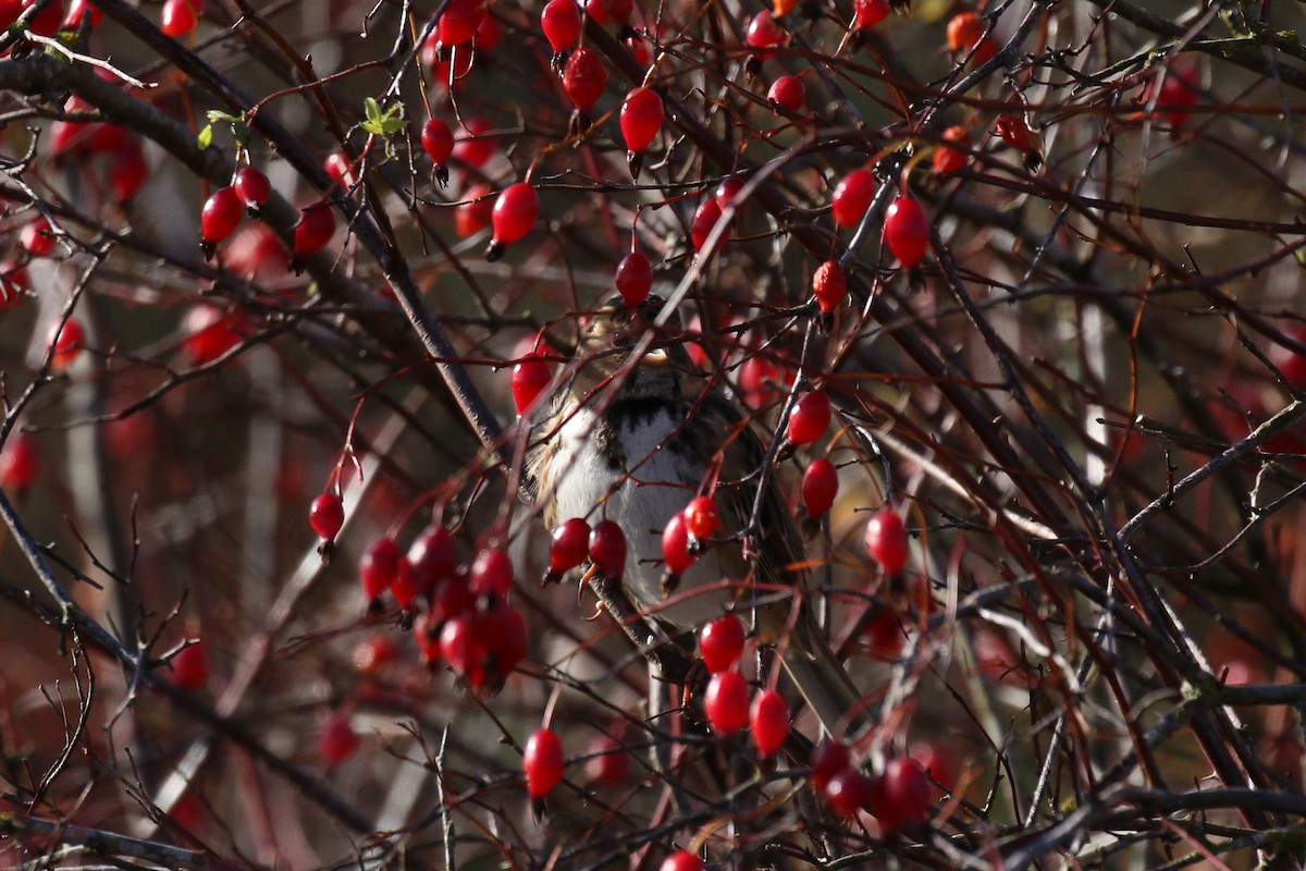 Harris's Sparrow - ML78998471