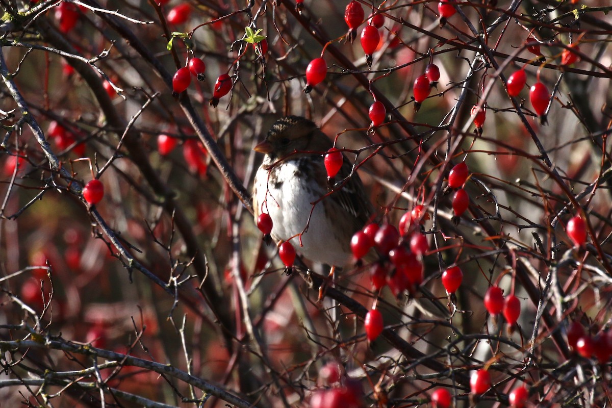 Harris's Sparrow - ML78998491