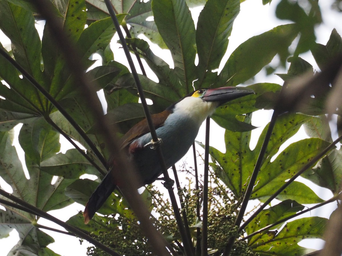 Black-billed Mountain-Toucan - Merryl Edelstein