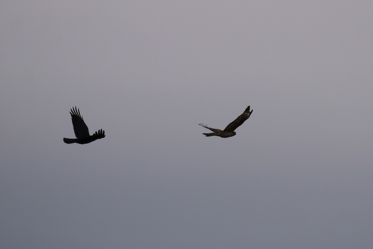 American Crow - ML78998911