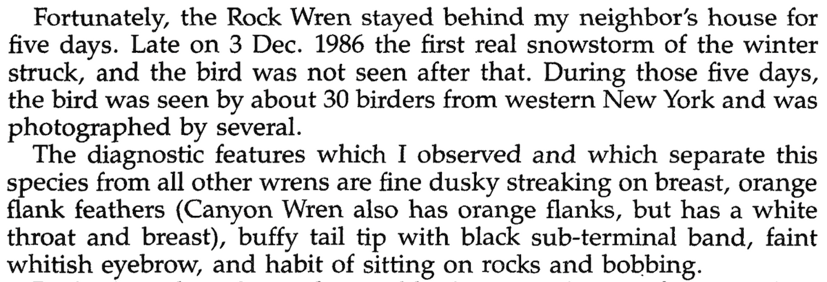 Rock Wren - ML79000131