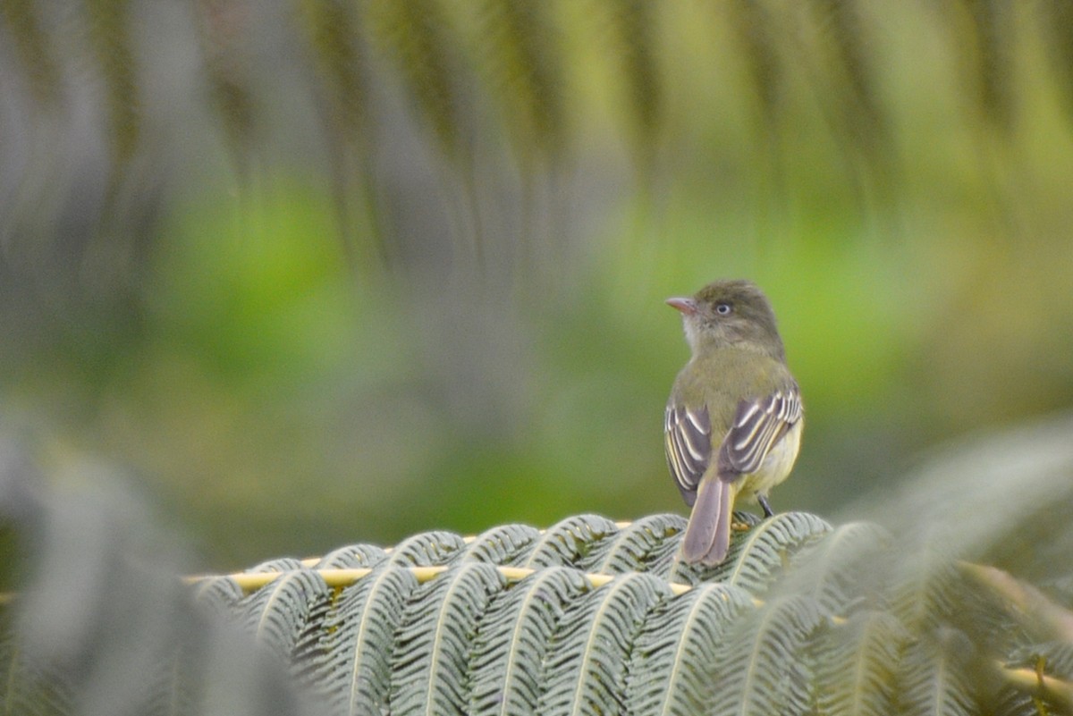 Mishana Tyrannulet - Henry Cook