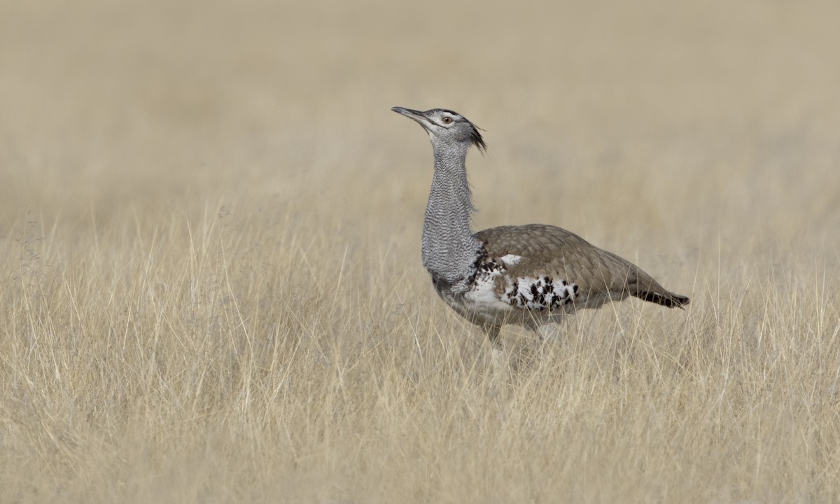 Kori Bustard - ML79000561