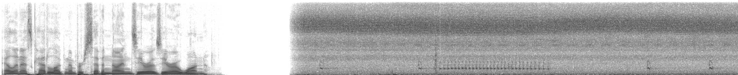 Бородастик чорнобровий - ML79001