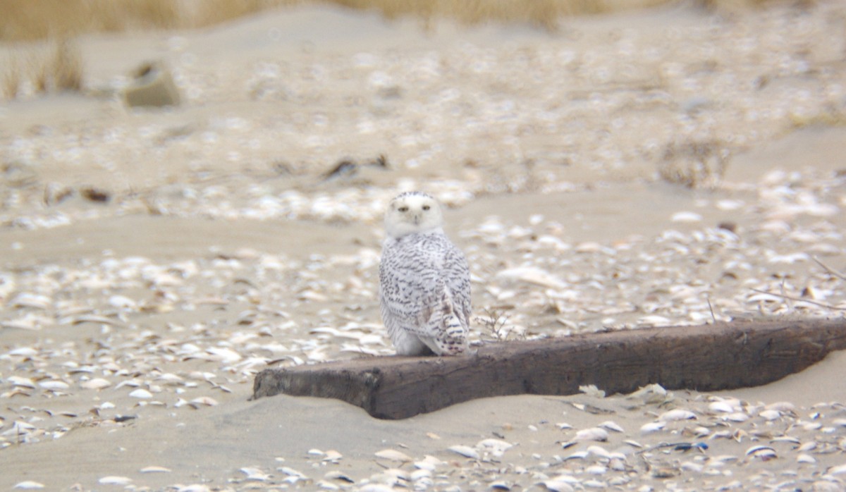 Snowy Owl - ML79001471