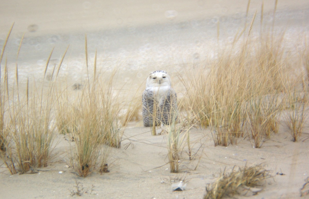 Snowy Owl - ML79001491