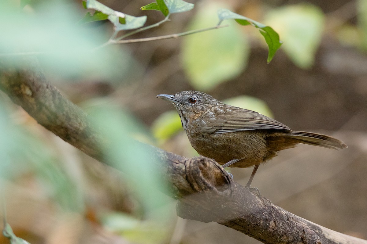 Rufous Limestone Babbler - Ayuwat Jearwattanakanok