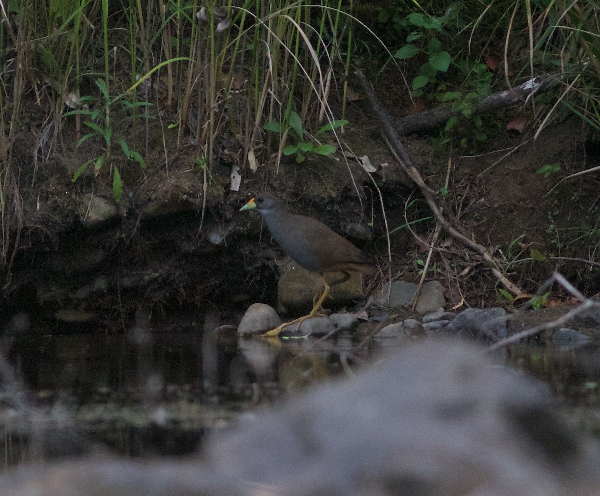 Pale-vented Bush-hen - ML79002241