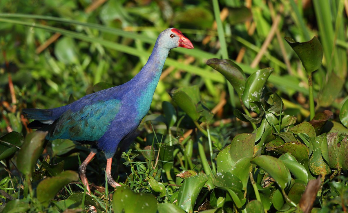 Gray-headed Swamphen - ML79002281