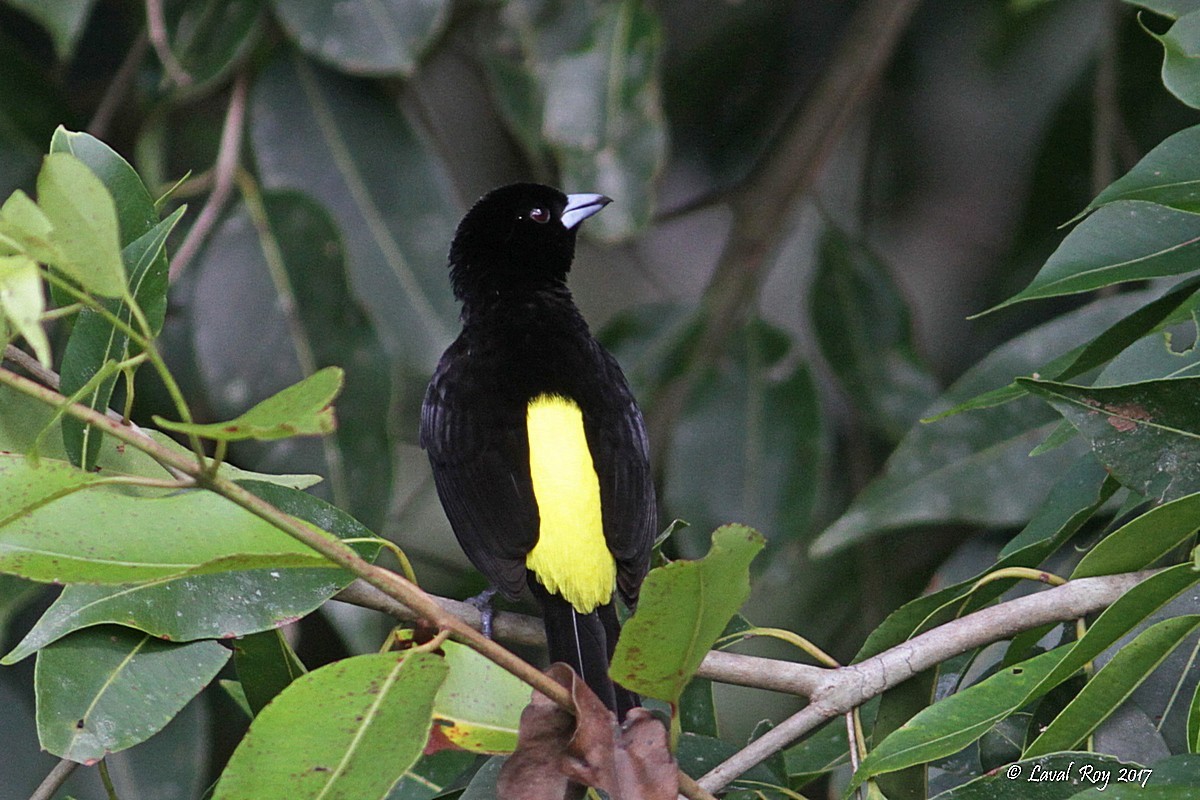 Flame-rumped Tanager (Lemon-rumped) - Laval Roy