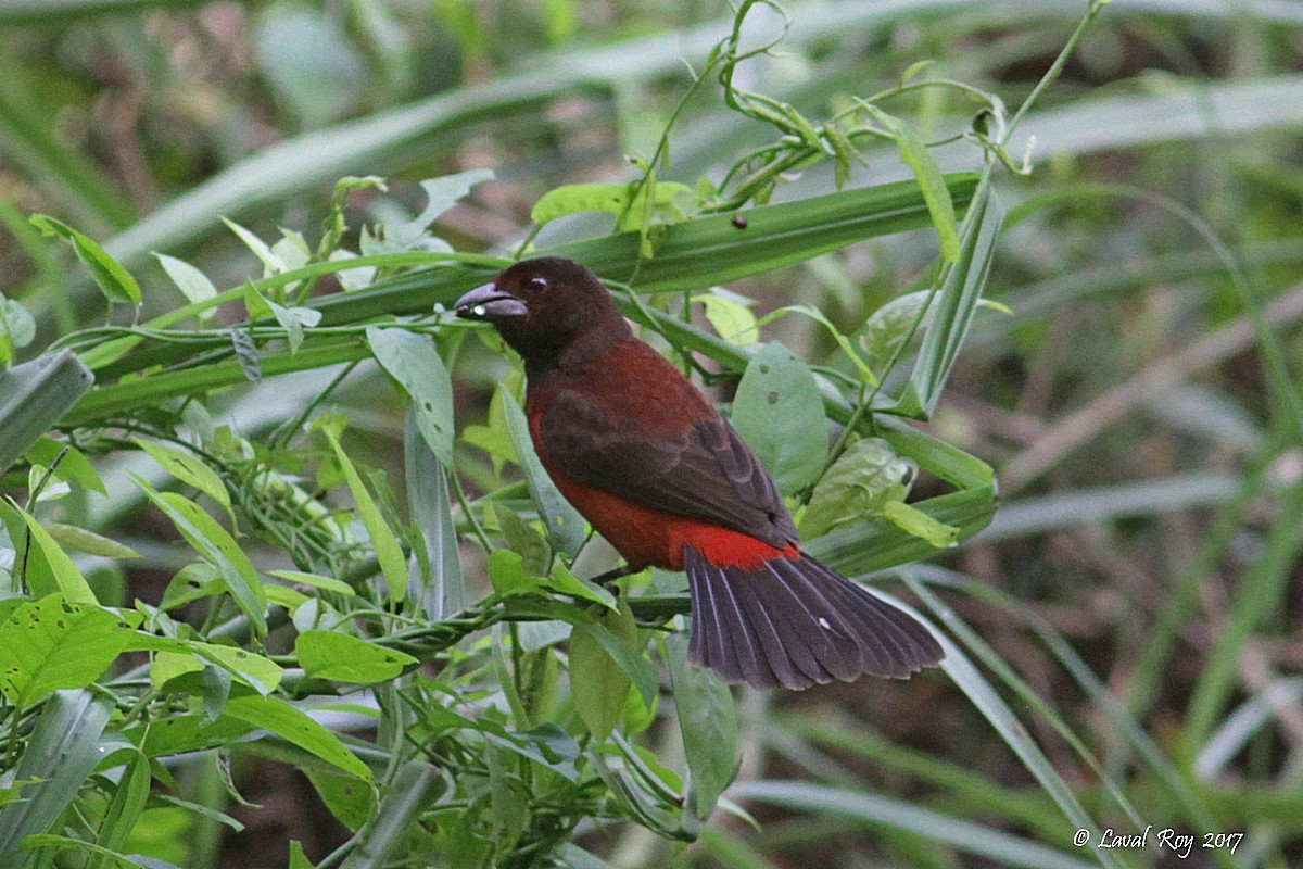 Crimson-backed Tanager - Laval Roy