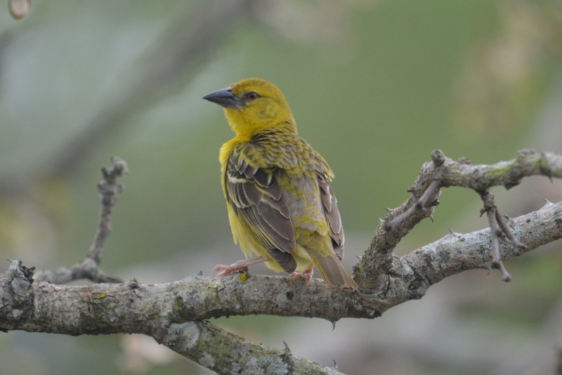 Village Weaver (Spot-backed) - Simon Tonge