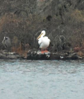 American White Pelican - ML79003761