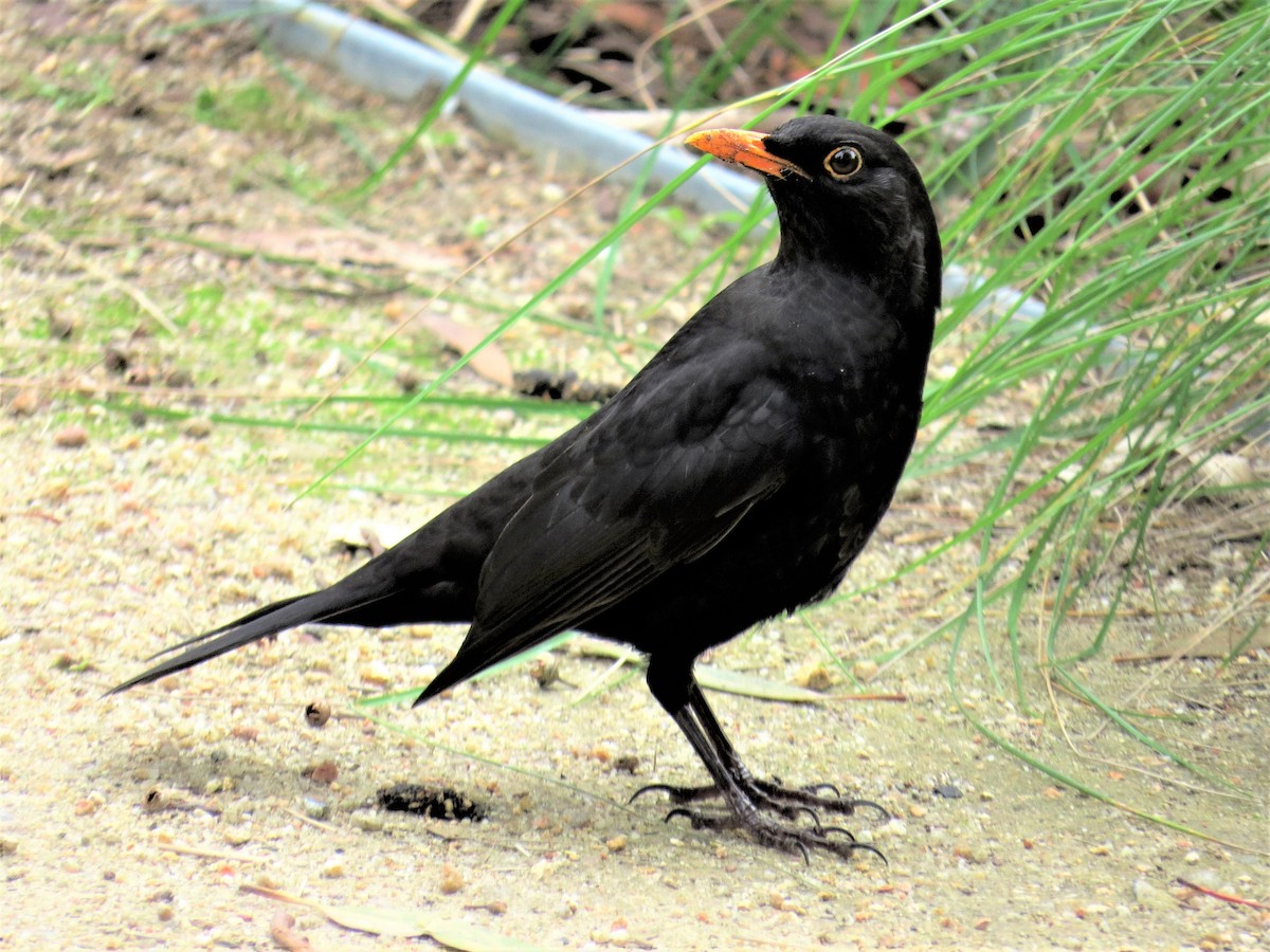 Eurasian Blackbird - B C