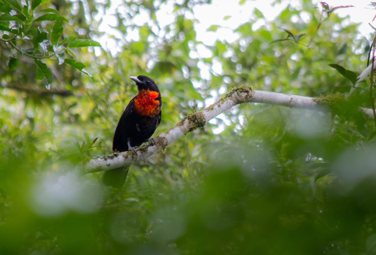 Red-ruffed Fruitcrow - André  Zambolli