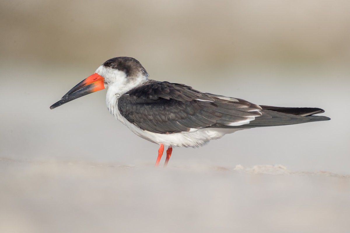 Black Skimmer - ML79007381