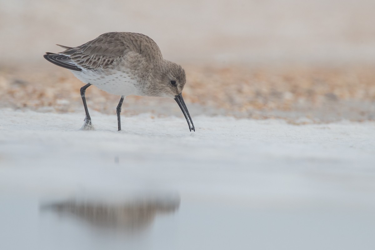 Dunlin - ML79007401