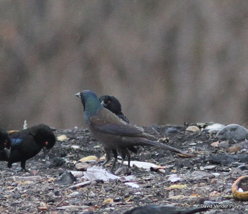 vlhovec lesklý (ssp. versicolor) - ML79010691