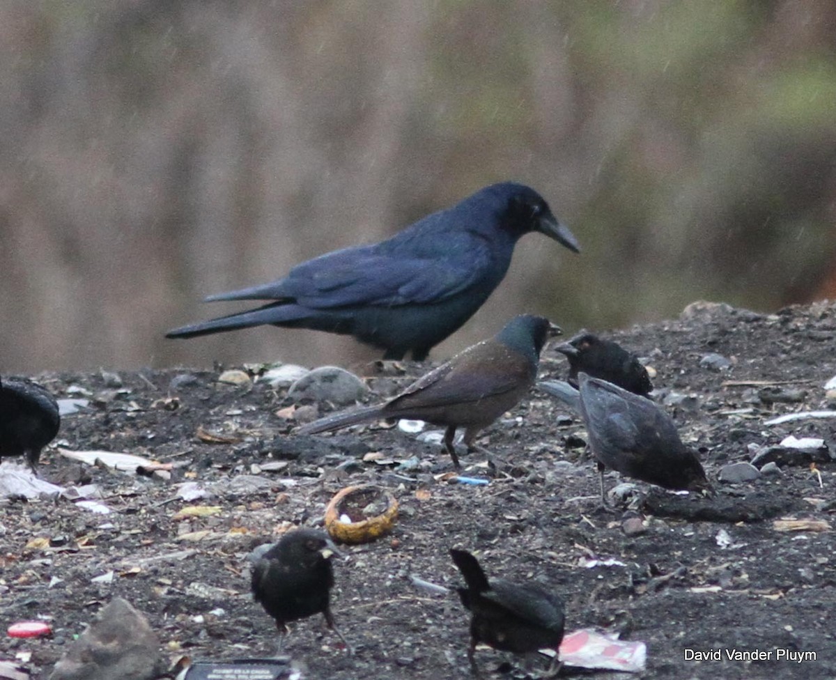 vlhovec lesklý (ssp. versicolor) - ML79010711