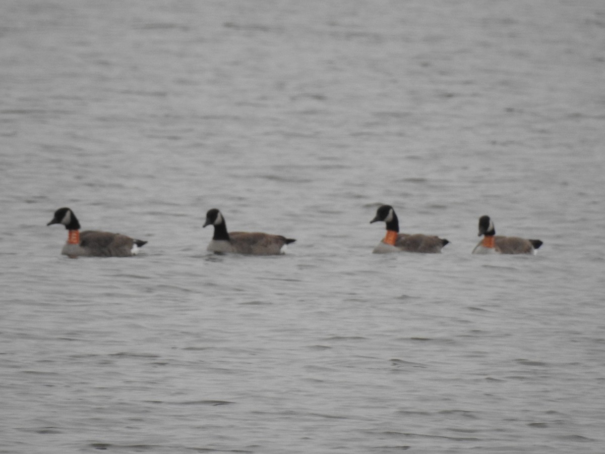 Canada Goose - ML79011531