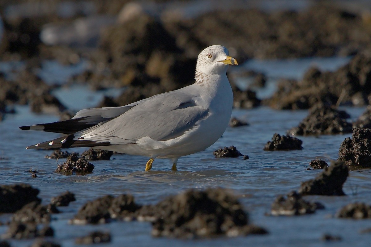 Ring-billed Gull - ML79011731