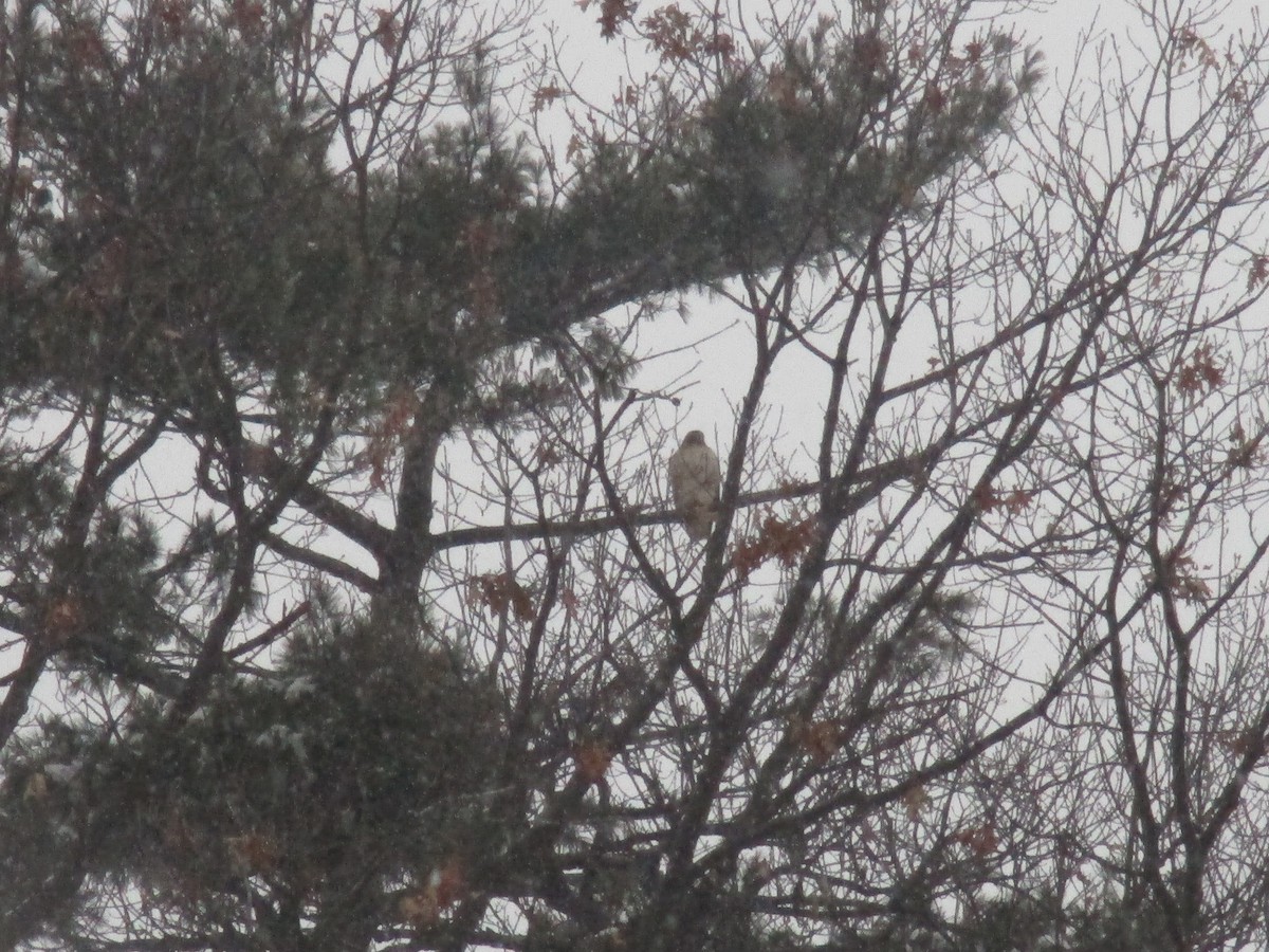 Red-tailed Hawk - ML79013321