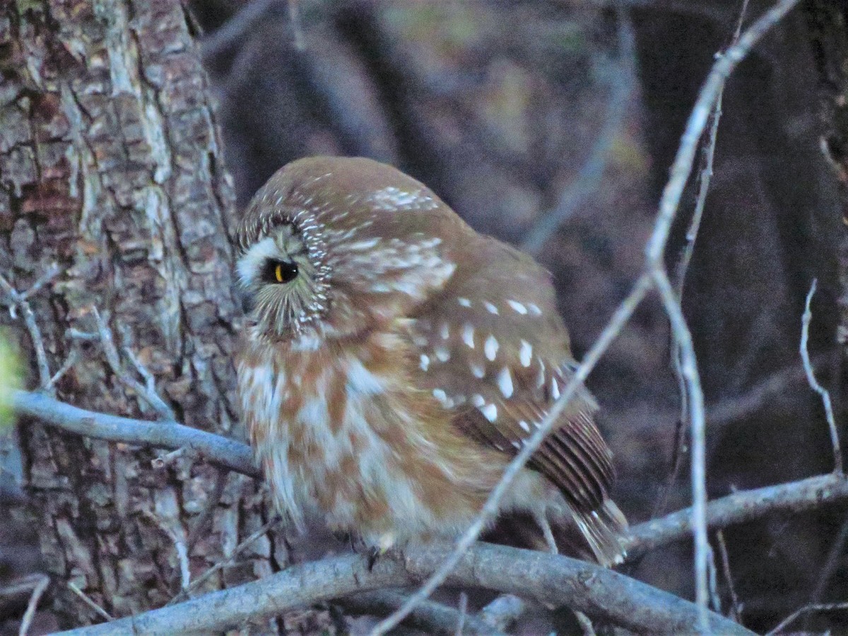 Northern Saw-whet Owl - Micah Riegner