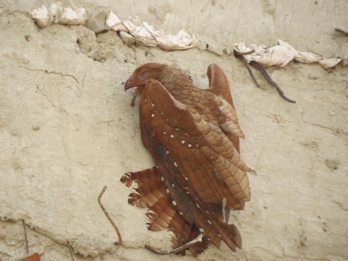 Oilbird - ML79017451