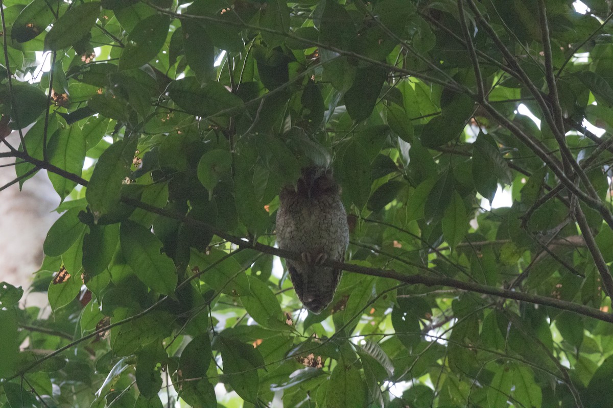 Middle American Screech-Owl - ML79017711